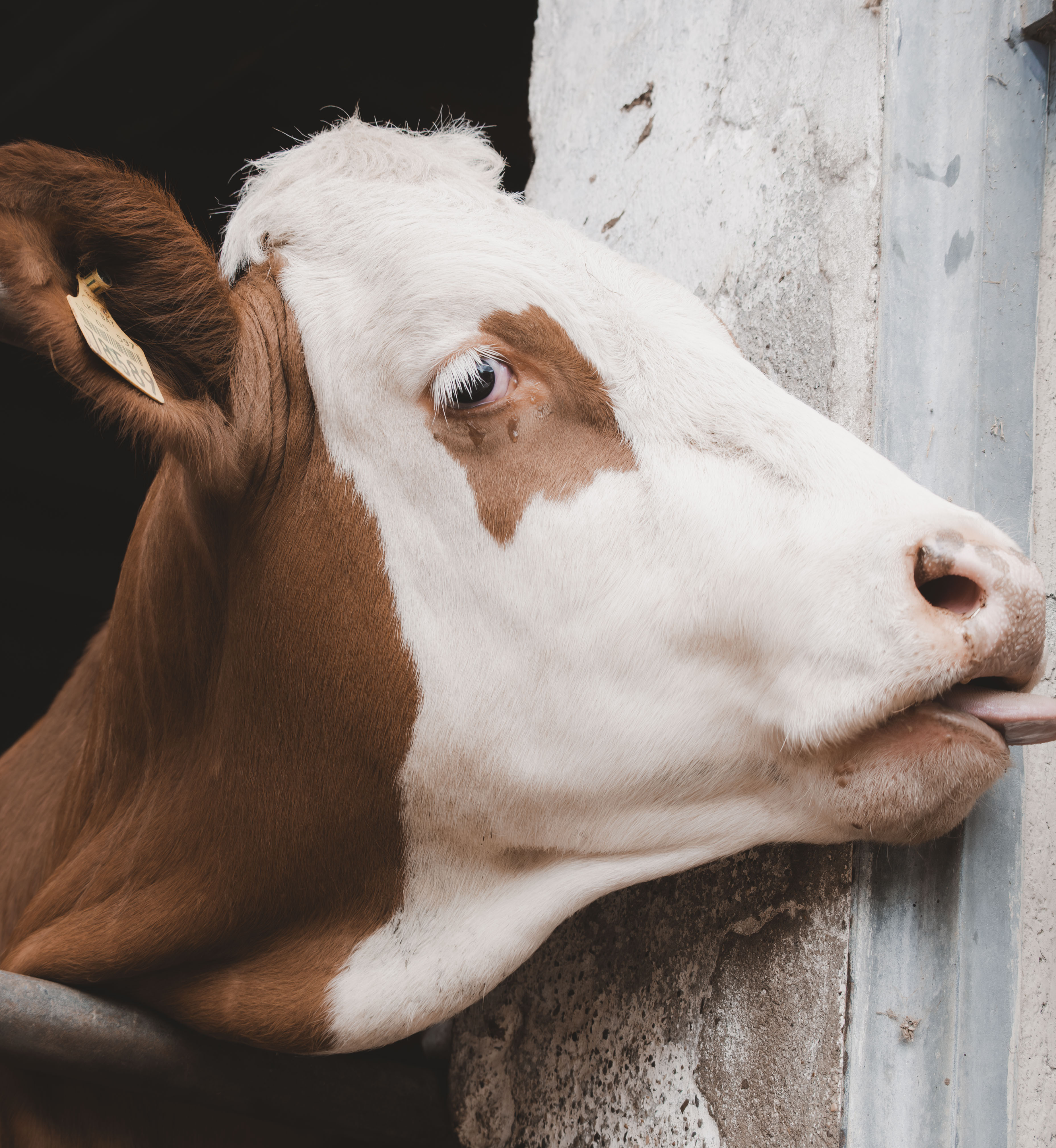 Tierfotografie Bild 6